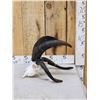 Image 2 : Awesome 4 Horn Jacob's Sheep Ram Skull Taxidermy