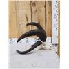 Image 3 : Awesome 4 Horn Jacob's Sheep Ram Skull Taxidermy