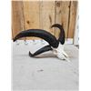 Image 4 : Awesome 4 Horn Jacob's Sheep Ram Skull Taxidermy