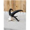 Image 5 : Awesome 4 Horn Jacob's Sheep Ram Skull Taxidermy