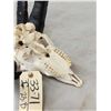 Image 6 : Awesome 4 Horn Jacob's Sheep Ram Skull Taxidermy