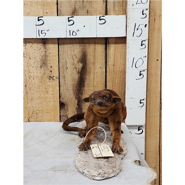 Super Rare Kinkajou Full Body Taxidermy Mount