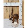 Image 1 : Super Rare Kinkajou Full Body Taxidermy Mount