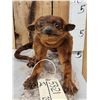 Image 2 : Super Rare Kinkajou Full Body Taxidermy Mount