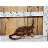 Image 3 : Super Rare Kinkajou Full Body Taxidermy Mount