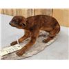 Image 4 : Super Rare Kinkajou Full Body Taxidermy Mount