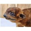 Image 5 : Super Rare Kinkajou Full Body Taxidermy Mount