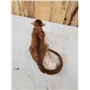 Image 6 : Super Rare Kinkajou Full Body Taxidermy Mount