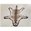Image 1 : Gorgeous Mountain Lion Cougar Rug Taxidermy