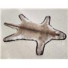 Image 2 : Gorgeous Mountain Lion Cougar Rug Taxidermy