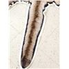 Image 4 : Gorgeous Mountain Lion Cougar Rug Taxidermy