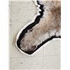 Image 5 : Gorgeous Mountain Lion Cougar Rug Taxidermy
