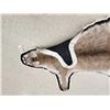 Image 6 : Gorgeous Mountain Lion Cougar Rug Taxidermy