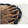 Image 10 : Alaskan Brown Bear Rug Taxidermy