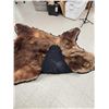 Image 11 : Alaskan Brown Bear Rug Taxidermy