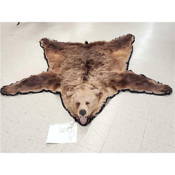 Alaskan Brown Bear Rug Taxidermy