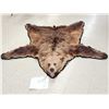 Image 1 : Alaskan Brown Bear Rug Taxidermy