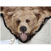 Image 2 : Alaskan Brown Bear Rug Taxidermy