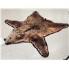 Image 3 : Alaskan Brown Bear Rug Taxidermy