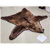 Image 4 : Alaskan Brown Bear Rug Taxidermy