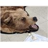 Image 5 : Alaskan Brown Bear Rug Taxidermy