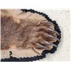 Image 6 : Alaskan Brown Bear Rug Taxidermy