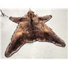 Image 8 : Alaskan Brown Bear Rug Taxidermy