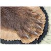 Image 9 : Alaskan Brown Bear Rug Taxidermy
