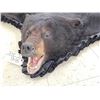 Image 2 : Black Bear Rug Taxidermy
