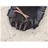 Image 4 : Black Bear Rug Taxidermy