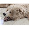 Image 10 : Blonde Phase Russian Brown Bear Rug Taxidermy