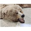 Image 11 : Blonde Phase Russian Brown Bear Rug Taxidermy