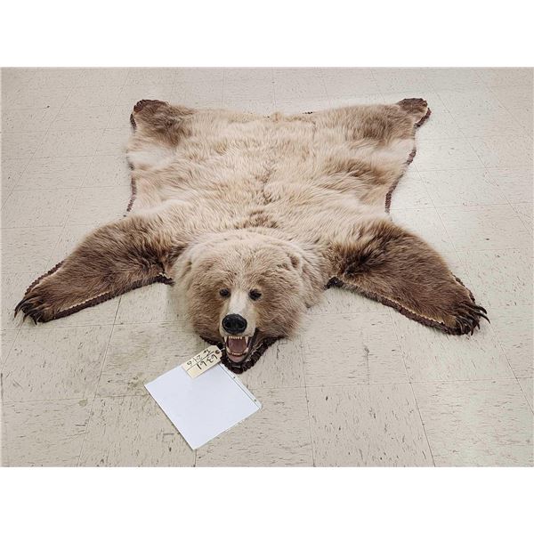 Blonde Phase Russian Brown Bear Rug Taxidermy