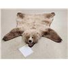 Image 1 : Blonde Phase Russian Brown Bear Rug Taxidermy