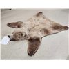 Image 2 : Blonde Phase Russian Brown Bear Rug Taxidermy