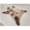 Image 3 : Blonde Phase Russian Brown Bear Rug Taxidermy