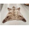 Image 4 : Blonde Phase Russian Brown Bear Rug Taxidermy