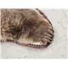 Image 5 : Blonde Phase Russian Brown Bear Rug Taxidermy