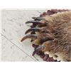 Image 7 : Blonde Phase Russian Brown Bear Rug Taxidermy