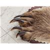 Image 8 : Blonde Phase Russian Brown Bear Rug Taxidermy