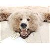 Image 9 : Blonde Phase Russian Brown Bear Rug Taxidermy