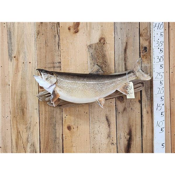 32" Lake Trout Real Skin Fish Taxidermy
