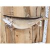 Image 2 : 32" Lake Trout Real Skin Fish Taxidermy