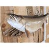 Image 3 : 32" Lake Trout Real Skin Fish Taxidermy