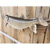 Image 4 : 32" Lake Trout Real Skin Fish Taxidermy
