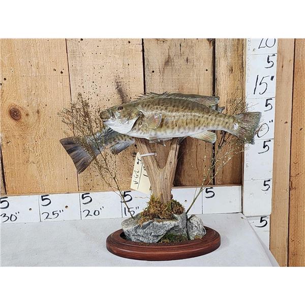 18" & 16" Smallmouth Bass Double Sided Real Skin Fish Taxidermy