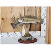 Image 1 : 18" & 16" Smallmouth Bass Double Sided Real Skin Fish Taxidermy