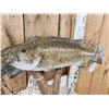 Image 3 : 18" & 16" Smallmouth Bass Double Sided Real Skin Fish Taxidermy