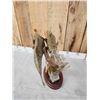 Image 4 : 18" & 16" Smallmouth Bass Double Sided Real Skin Fish Taxidermy