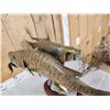 Image 5 : 18" & 16" Smallmouth Bass Double Sided Real Skin Fish Taxidermy